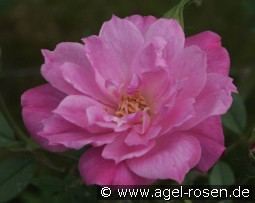 Climbing Pompon de Paris kaufen, clicken für mehr Details Climbing Pompon de Paris