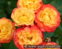 Climbing Rumba kaufen, clicken für mehr Details Climbing Rumba