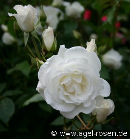 Climbing Schneewittchen kaufen, clicken für mehr Details Climbing Schneewittchen