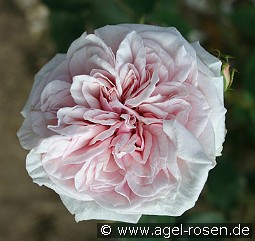 Climbing Souvenir de la Malmaison kaufen, clicken für mehr Details Climbing Souvenir de la Malmaison