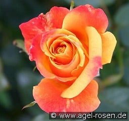 Climbing Sutters Gold kaufen, clicken für mehr Details Climbing Sutters Gold