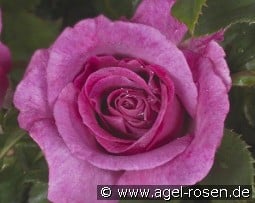 Climbing Violette Parfumée kaufen, clicken für mehr Details Climbing Violette Parfumée