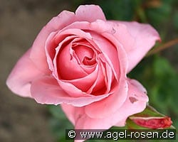 Coral Dawn kaufen, clicken für mehr Details Coral Dawn