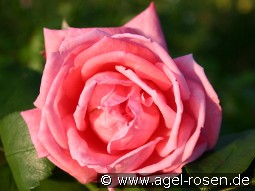 Coral Satin kaufen, clicken für mehr Details Coral Satin