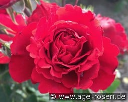 Crazy in Love Red - Plant'n'Relax kaufen, clicken für mehr Details Crazy in Love Red - Plant'n'Relax