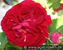 Danse des Sylphes kaufen, clicken für mehr Details Danse des Sylphes