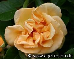 Dreaming Spires kaufen, clicken für mehr Details Dreaming Spires