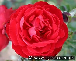 Dublin Bay kaufen, clicken für mehr Details Dublin Bay