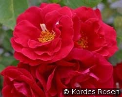 Flammentanz kaufen, clicken für mehr Details Flammentanz