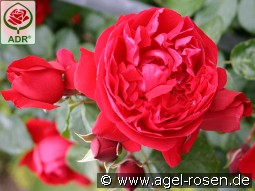 Florentina kaufen, clicken für mehr Details Florentina