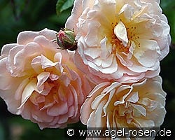 Ghislaine de Féligonde kaufen, clicken für mehr Details Ghislaine de Féligonde