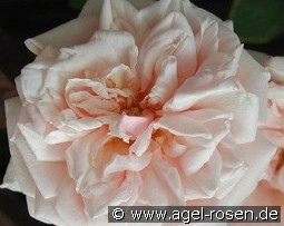 Gloire de Dijon kaufen, clicken für mehr Details Gloire de Dijon