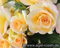 Golden Glory kaufen, clicken für mehr Details Golden Glory