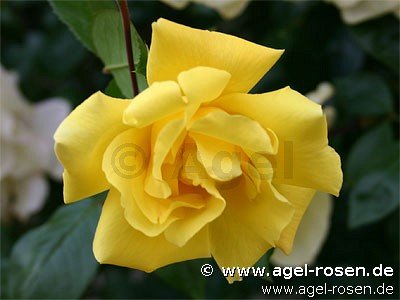 Rose ‘Golden Showers‘ (3-Liter Topf)