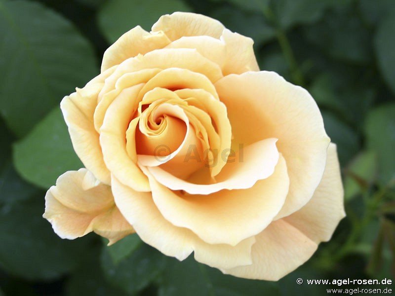Rose ‘Goldener Olymp‘ (3-Liter Topf)