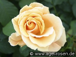 Goldener Olymp kaufen, clicken für mehr Details Goldener Olymp