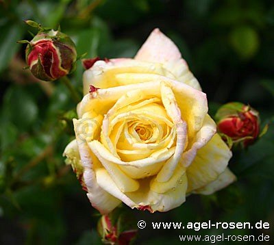Rose ‘Goldfassade‘ (3-Liter Topf)