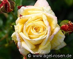 Goldfassade kaufen, clicken für mehr Details Goldfassade