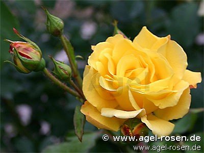 Rose ‘Goldstern‘ (2-Liter Topf)