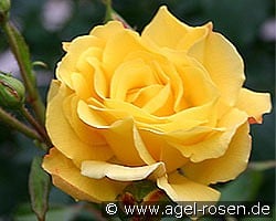 Goldstern kaufen, clicken für mehr Details Goldstern