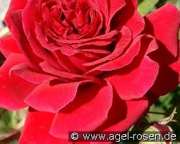 Grand Award syn. Götterfunken kaufen, clicken für mehr Details Grand Award syn. Götterfunken