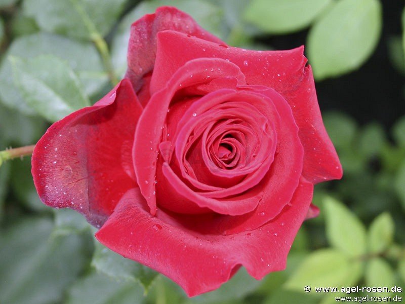 Rose ‘Grandessa‘ (3-Liter Topf)