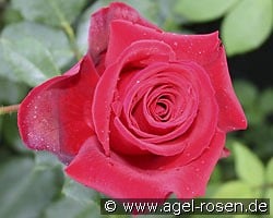 Grandessa kaufen, clicken für mehr Details Grandessa