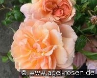 Gret's Joy kaufen, clicken für mehr Details Gret's Joy