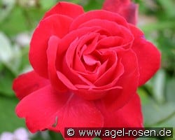 Gruß an Heidelberg kaufen, clicken für mehr Details Gruß an Heidelberg