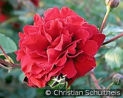 Guinée kaufen, clicken für mehr Details Guinée