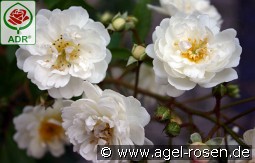 Guirlande d'Amour kaufen, clicken für mehr Details Guirlande d'Amour