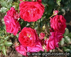 Hamburger Phönix kaufen, clicken für mehr Details Hamburger Phönix