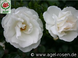 Hella kaufen, clicken für mehr Details Hella