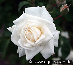 Ilse Krohn superior kaufen, clicken für mehr Details Ilse Krohn superior