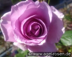 Indigoletta kaufen, clicken für mehr Details Indigoletta