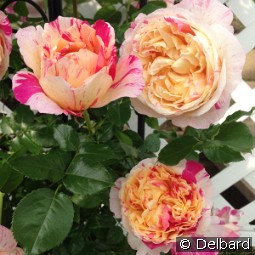 Julie Andrieu syn. Claude Monet Clbg. kaufen, clicken für mehr Details Julie Andrieu syn. Claude Monet Clbg.