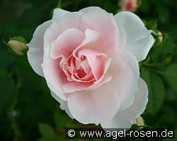 Kir Royal kaufen, clicken für mehr Details Kir Royal