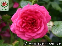 Laguna kaufen, clicken für mehr Details Laguna