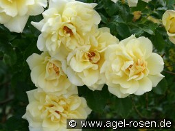 Leverkusen kaufen, clicken für mehr Details Leverkusen