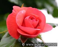 Maintower kaufen, clicken für mehr Details Maintower