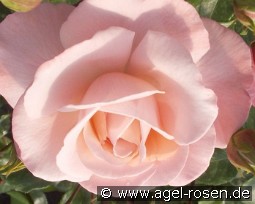 Mamma Mia kaufen, clicken für mehr Details Mamma Mia