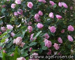 Mme. Grégoire Staechelin kaufen, clicken für mehr Details Mme. Grégoire Staechelin