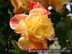 Moonlight kaufen, clicken für mehr Details Moonlight