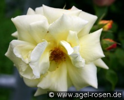 Morgensonne kaufen, clicken für mehr Details Morgensonne