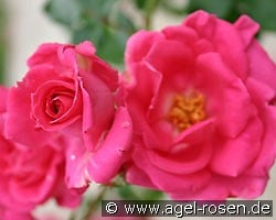 Morning Jewel kaufen, clicken für mehr Details Morning Jewel