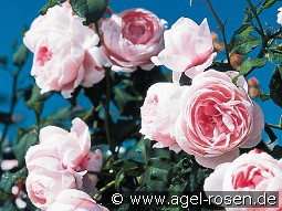 Nahéma kaufen, clicken für mehr Details Nahéma