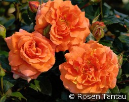 Naranga kaufen, clicken für mehr Details Naranga