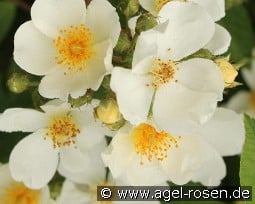 Natura Siluetta kaufen, clicken für mehr Details Natura Siluetta