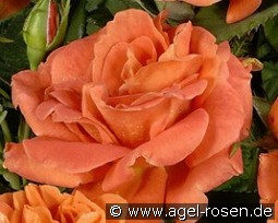 Orange Dawn kaufen, clicken für mehr Details Orange Dawn