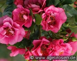 Orienta Aladdin kaufen, clicken für mehr Details Orienta Aladdin